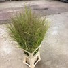 GRÄS PANICUM LYX