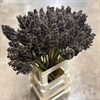 SORGHUM BICOLOR