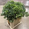 PITTOSPORUM GRÖNVIT STORBLADIG