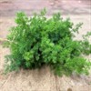 ASPARAGUS SNITT UMBELLATUS 1X25