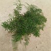 CORAL FERN