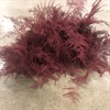 ASPARAGUS SNITT PLUMOSUS BORDEAUX 1X50