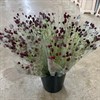 SANGUISORBA BUNT SVENSKA