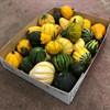 PUMPA HÖSTMIX I LÅDA