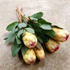 PROTEA GRANDICOLOR 50 CM