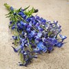 DELPHINIUM BELLA DONNA 70 CM