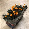 CALATHEA 14 CM CROCATA 1X8