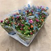 CHRYSANTHEMUM TRIXI 12 CM VECKANS