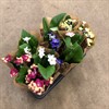 STREPTOCARPUS 12 CM MARIESTAD  1X10