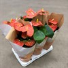 ANTHURIUM 12 CM ORANGE 1X6