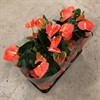 ANTHURIUM 14 CM ORANGE 1X7