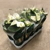 ANTHURIUM 12 CM SAMORA VIT 1X10