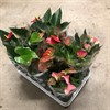 ANTHURIUM  9 CM MIX  1X12