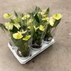 ANTHURIUM 12 CM VANILLA 1X6