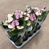 ANTHURIUM 12 CM LAGUNA 1X10