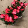 ANTHURIUM 12 CM SWEET DREAMS  1X10