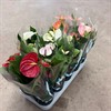 ANTHURIUM 12 CM MIX 1X10