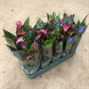 ANTHURIUM 12 CM KARMA PURPLE VECKANS