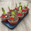 AMARYLLIS 13 CM OLAF 30/32 MÅLSTA