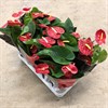 ANTHURIUM 12 CM EVERIO RÖD 1X10