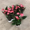 ANTHURIUM 12 CM PINK CHAMPION 1X10