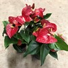 ANTHURIUM 12 CM ARISTO RED 1X10