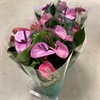 ANTHURIUM 14 CM LILA 1x7