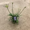 AGAPANTHUS 17 CM AMORETTE  BLUE 1X6