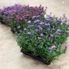 ASTER 10,5 CM VIKTORIA 1X15