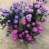 ASTER 10,5 CM VIKTORIA CERISE 1X15