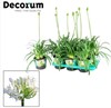 AGAPANTHUS 17 CM AMORETTE WHITE 1X6