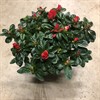AZALEA 12 CM RÖD ARVIDSSONS 1X6