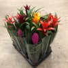 BROMELIA 9 CM GEMENGD MIX VECKANS
