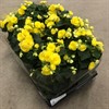 BEGONIA 12 CM ELIATOR  GULA 1X8