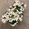 BEGONIA 13 CM LORRAINE RUNES VIT 1X6
