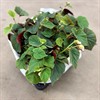 BEGONIA 12 CM GRANDIS 1X9