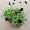 COSMOS 15 CM CHOKLAD FRILLESÅS 1X1