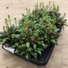 CRASSULA 10,5 CM ROSULARIS 1X6