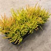 CALLUNA 12 CM ZOE ROSTGUL 1X8