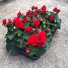 BEGONIA 12 CM SOLENIA RÖDA MÅLSTA