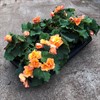 BEGONIA 12 CM SOLENIA APRIKOS MÅLSTA