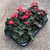 BEGONIA 12 CM SOLENIA ROSA MÅLSTA