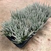 CALLUNA  12 CM FLUFFY GRÅ 1X8