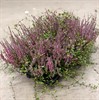 CALLUNA 12 CM / MUEHLENBE 1X8
