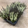 CALLUNA 12 CM COCO/ZALINA