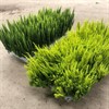 CALLUNA 11 CM SKYLINE 1X10