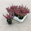 CALLUNA  6 CM MINI  1X12