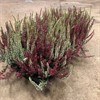 CALLUNA 12 CM BEAUTY LADIES TWIN 1X8