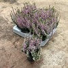 CALLUNA  6 CM MINI ROSA 1X12