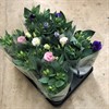 EUSTOMA BLÅ-VIT-ROSA 1X8